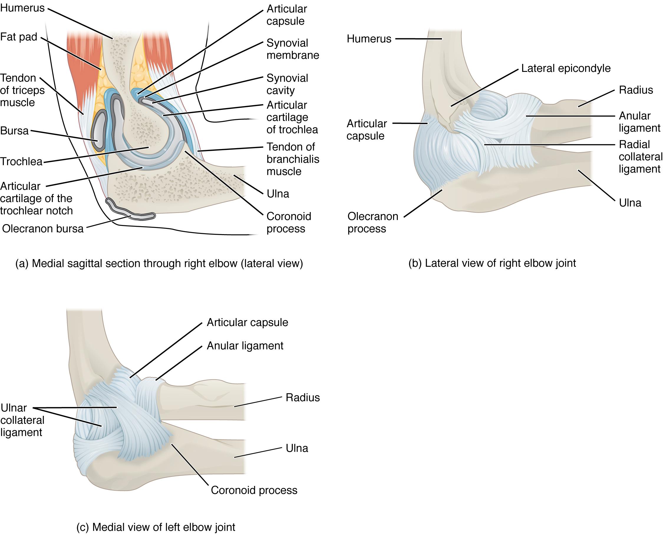 Elbow joint anatomy views